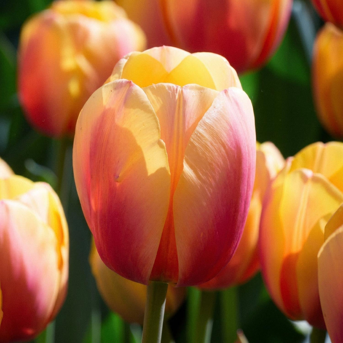 Løglasagne 'Coral Parade'