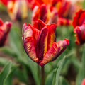 Løglasagne 'Coral Parade'