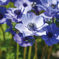 Løglasagne 'Coral Reef'
