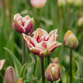 Løglasagne 'Cranberry Swirl'