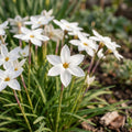Løglasagne 'Cream Dream'