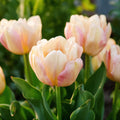 Løglasagne 'Cream Dream'