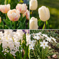 Løglasagne 'Cream Dream'