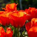 Løglasagne 'Crimson Breeze'