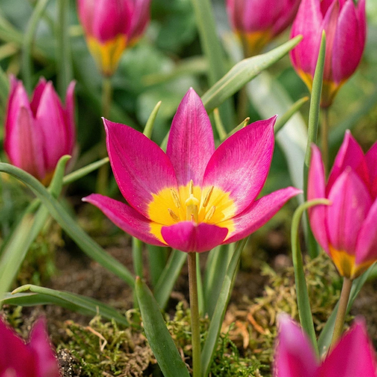 Løglasagne 'Flower Market'