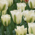 Løglasagne 'Forest Green'