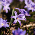 Løglasagne 'Frosted Plum'