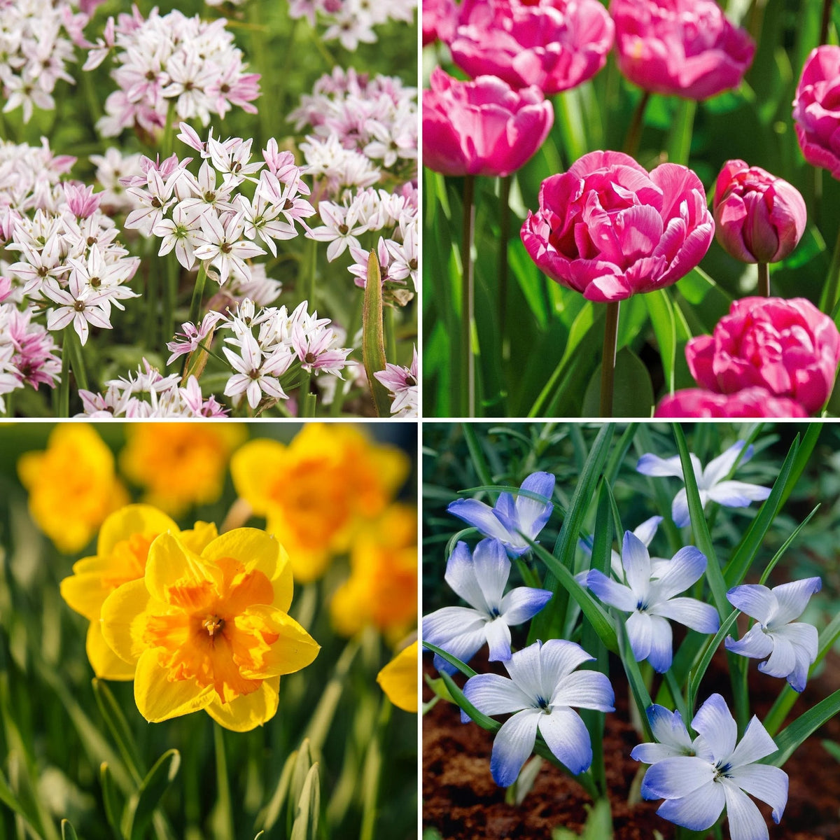 Løglasagne 'Garden Party'
