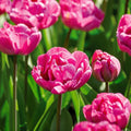 Løglasagne 'Garden Party'