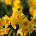 Løglasagne 'Golden Spring'