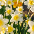 Løglasagne 'Golden Spring'