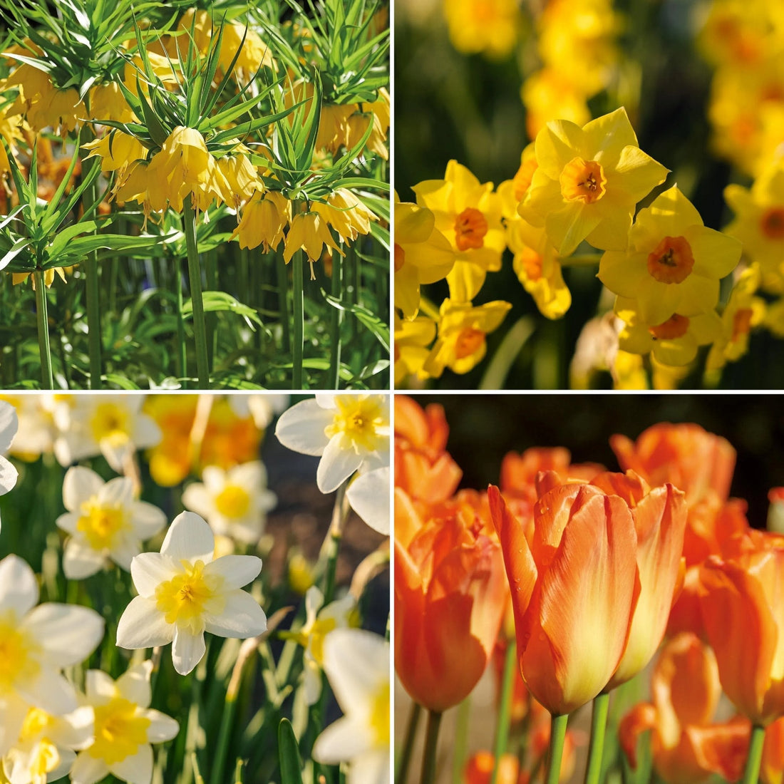 Løglasagne 'Golden Spring'