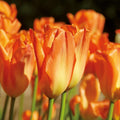 Løglasagne 'Golden Spring'