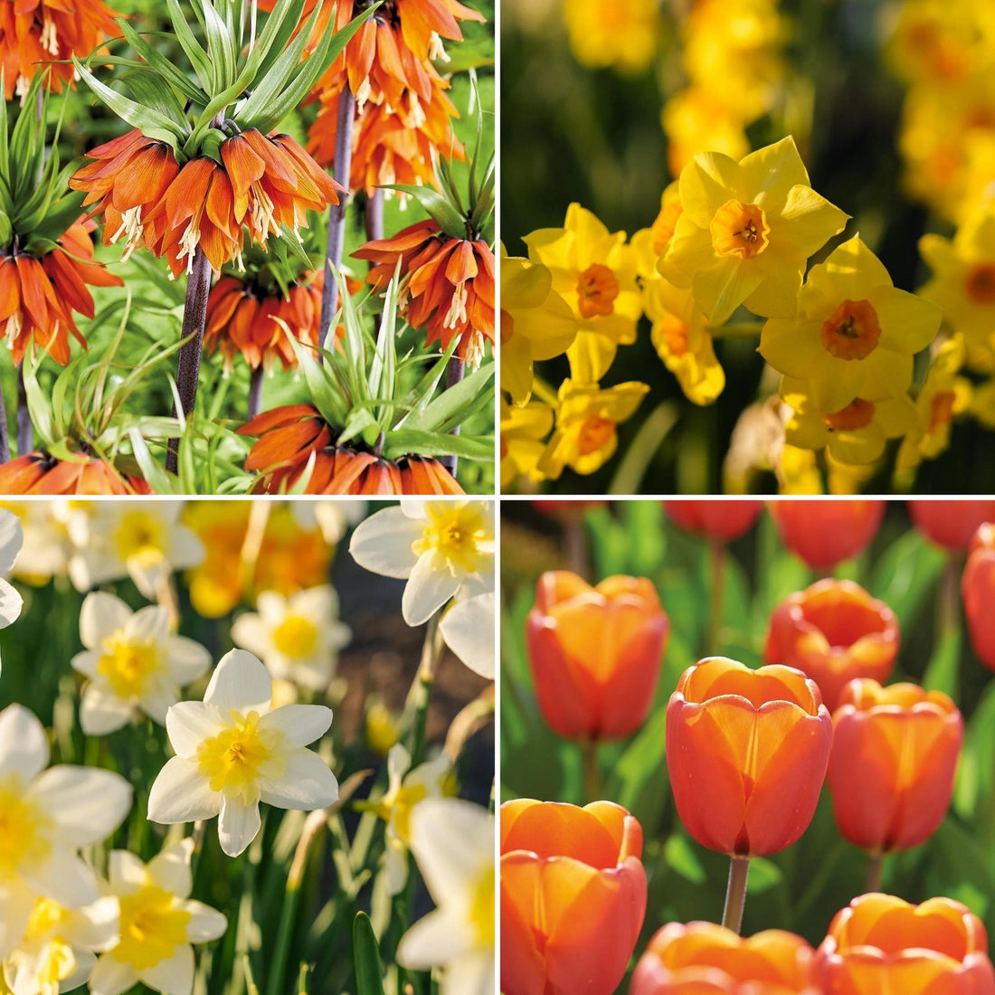 Løglasagne 'Golden Spring'