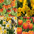 Løglasagne 'Golden Spring'