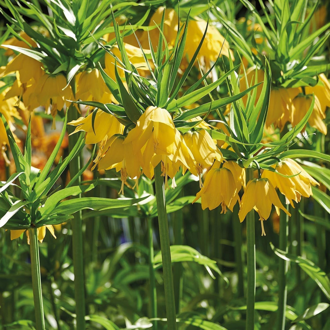 Løglasagne 'Golden Spring'