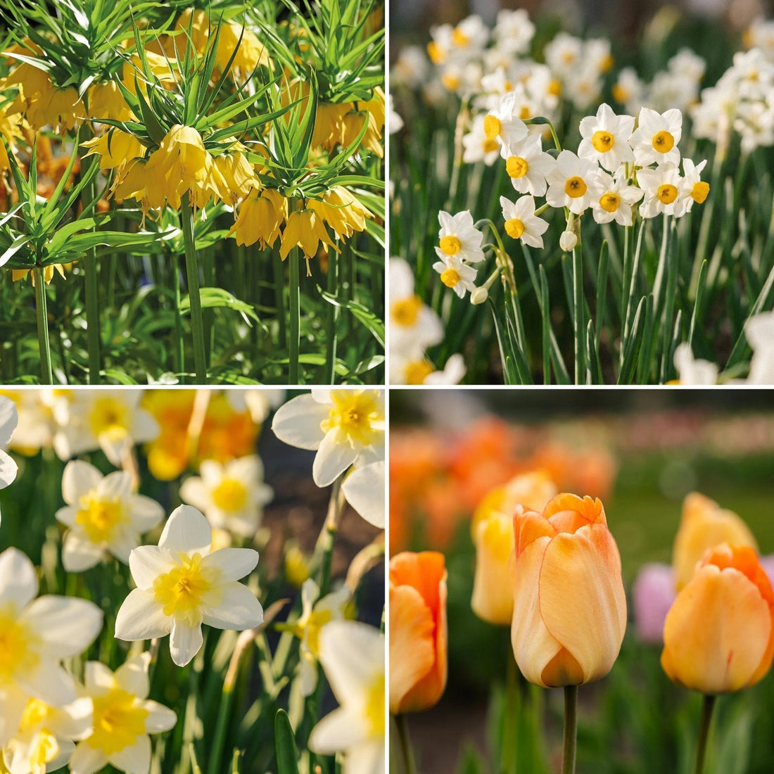 Løglasagne 'Golden Spring'