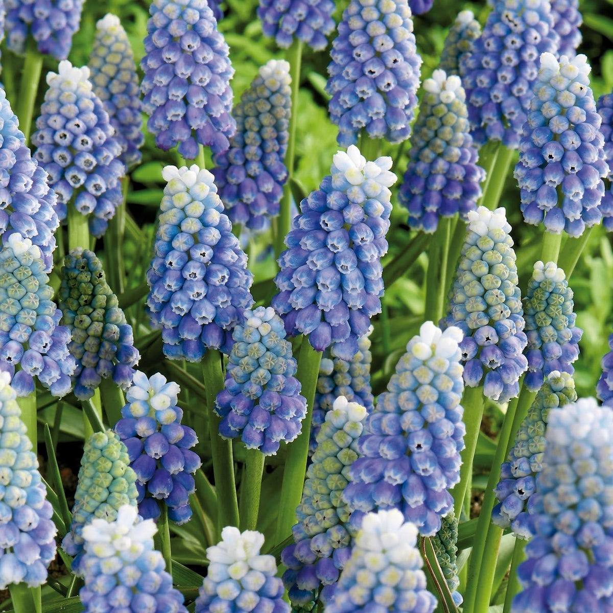 Løglasagne 'Icy Blue Morning'