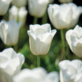 Løglasagne 'Ivory Lace'