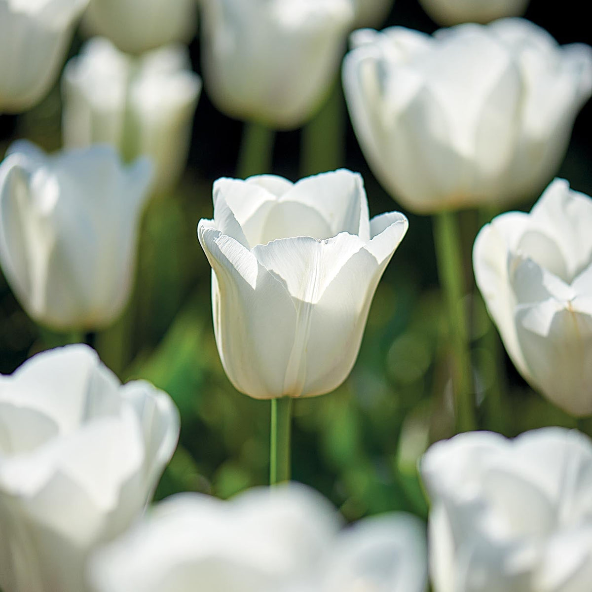 Løglasagne 'Ivory Lace'