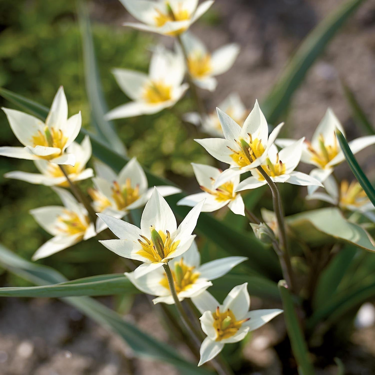 Løglasagne 'Ivory Lace'