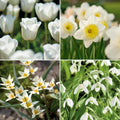 Løglasagne 'Ivory Lace'