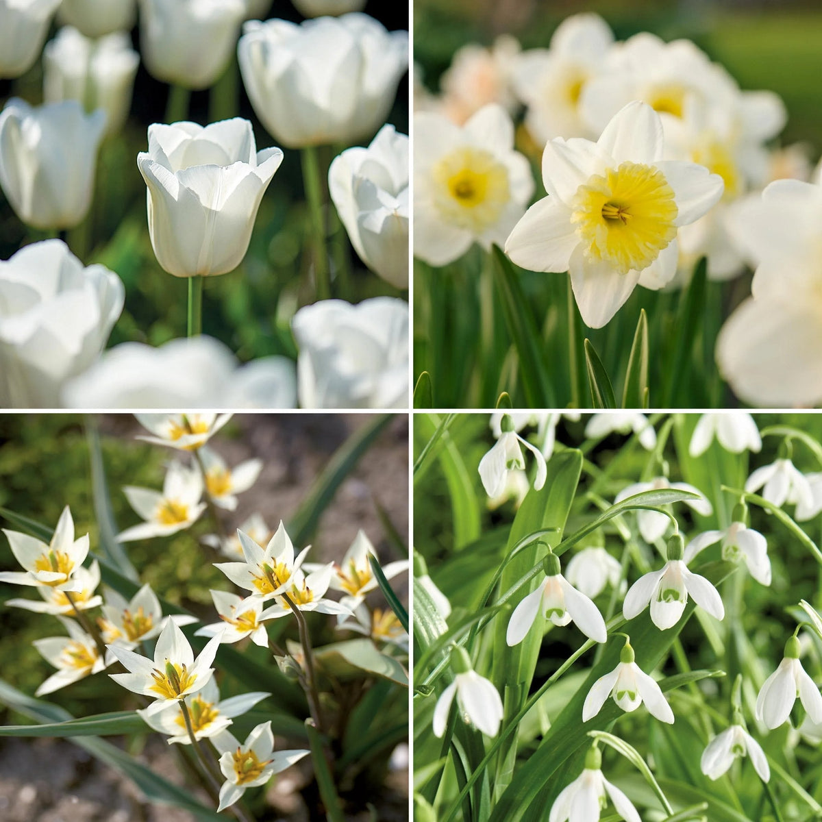 Løglasagne 'Ivory Lace'