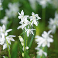 Løglasagne 'Ivory Twilight'