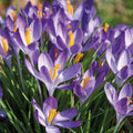 Løglasagne 'Kaleidoscope'