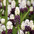 Løglasagne 'Lavender Mist'