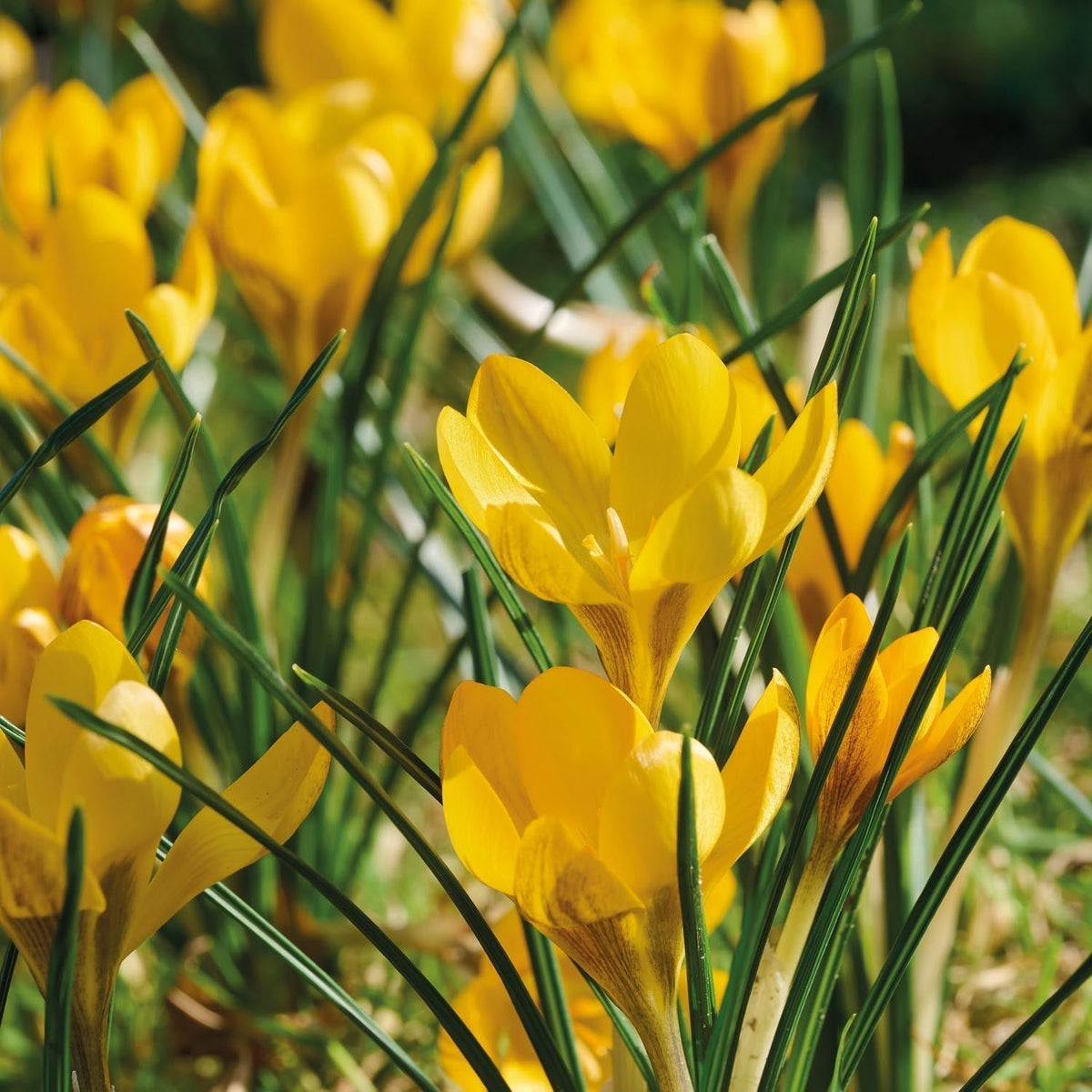 Løglasagne 'Lemon Breeze'
