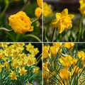 Løglasagne 'Lemon Breeze'