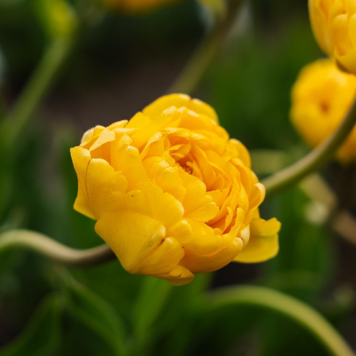 Løglasagne 'Lemon Breeze'