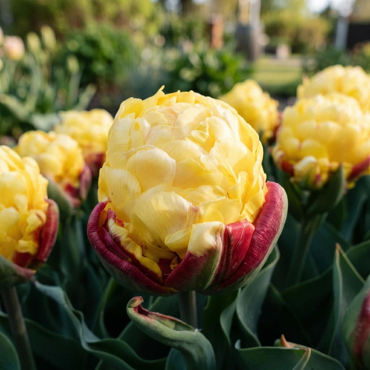 Løglasagne 'Lemon Sorbet'