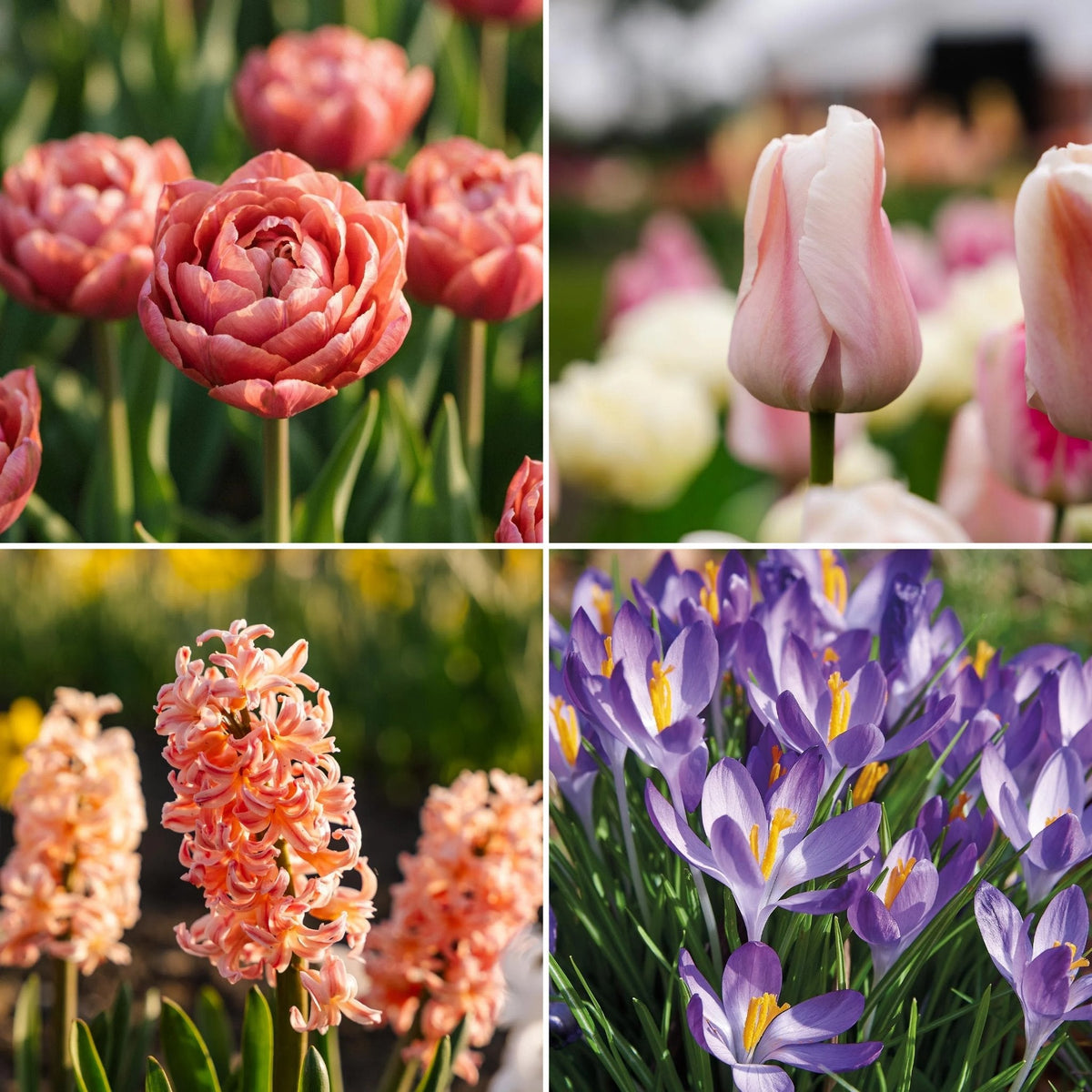 Løglasagne 'Marmalade Velvet'