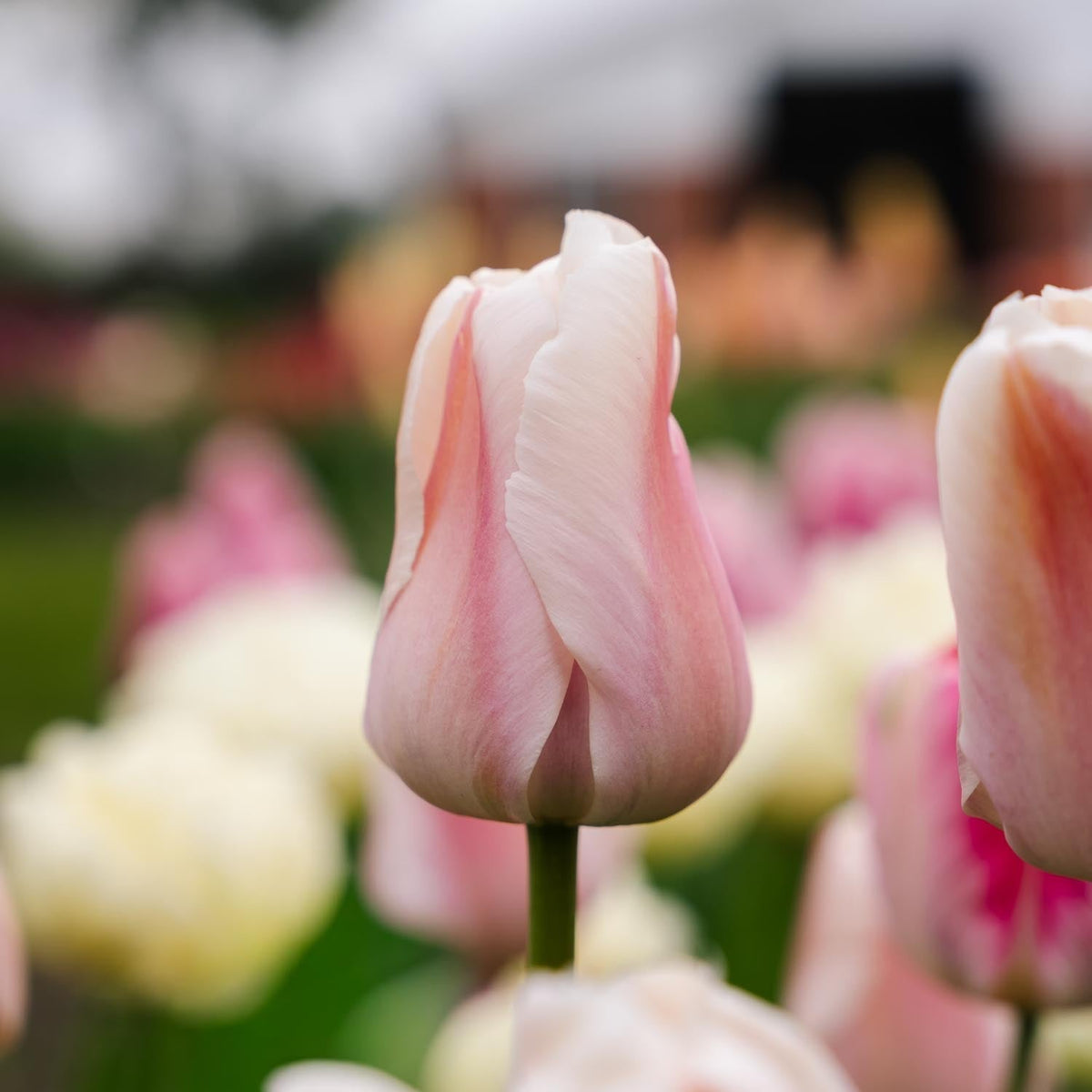 Løglasagne 'Marmalade Velvet'