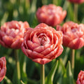 Løglasagne 'Marmalade Velvet'