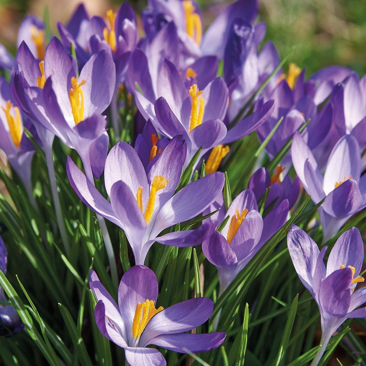 Løglasagne 'Marmalade Velvet'