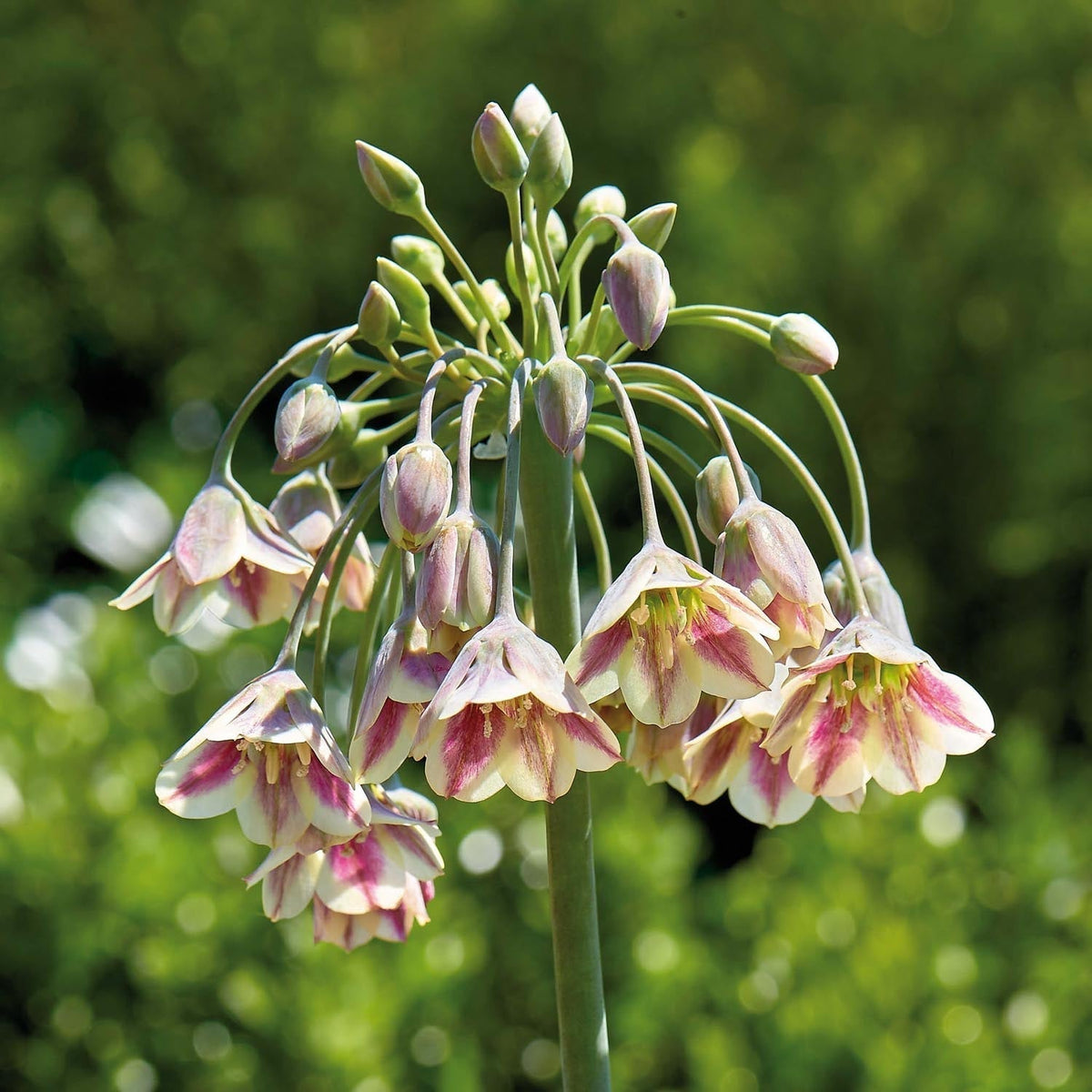 Løglasagne 'Meadow Soft'