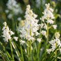 Løglasagne 'Meadow Soft'