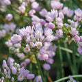 Løglasagne 'Meringue'