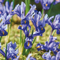 Løglasagne 'Midnight Blue'