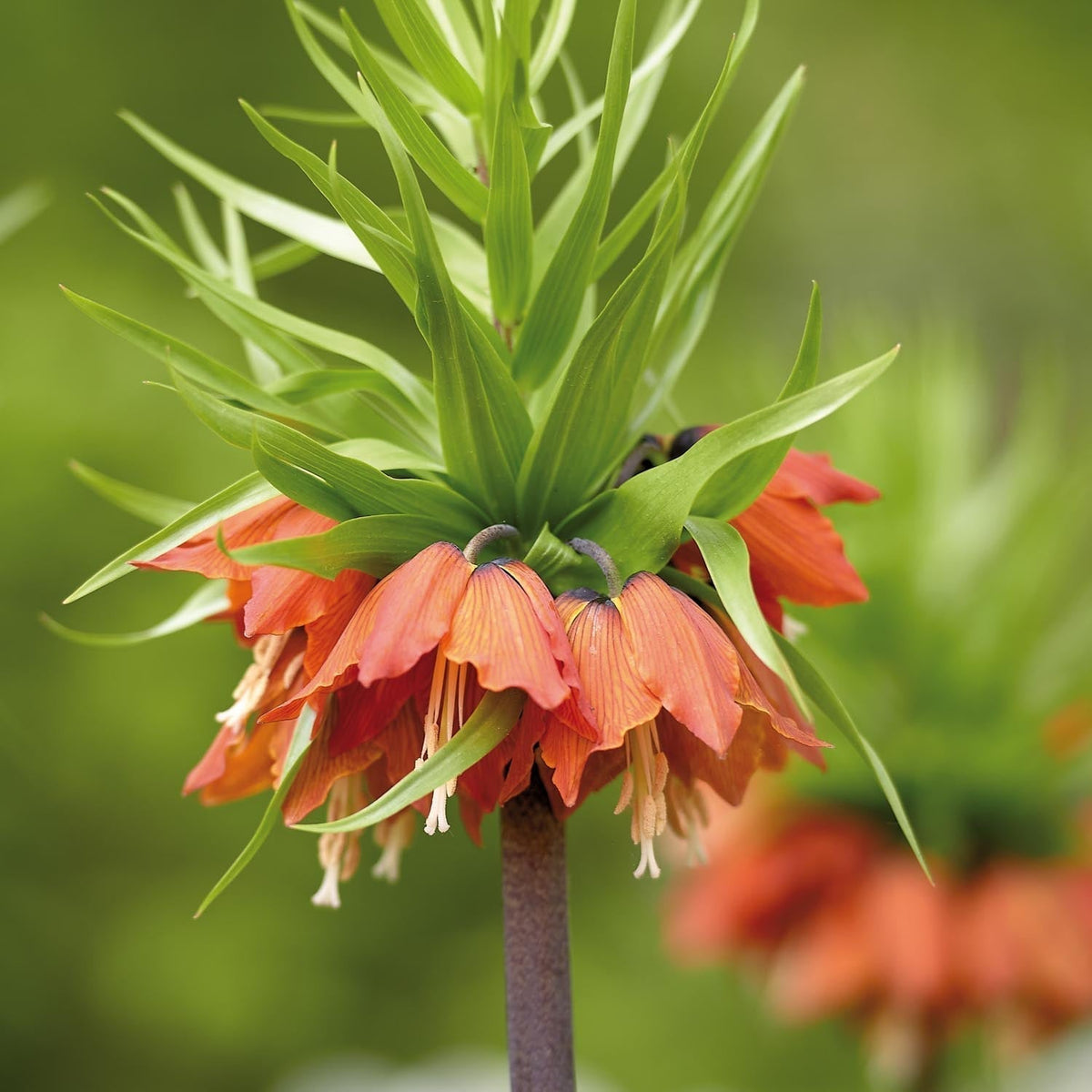 Løglasagne 'Mimosa'
