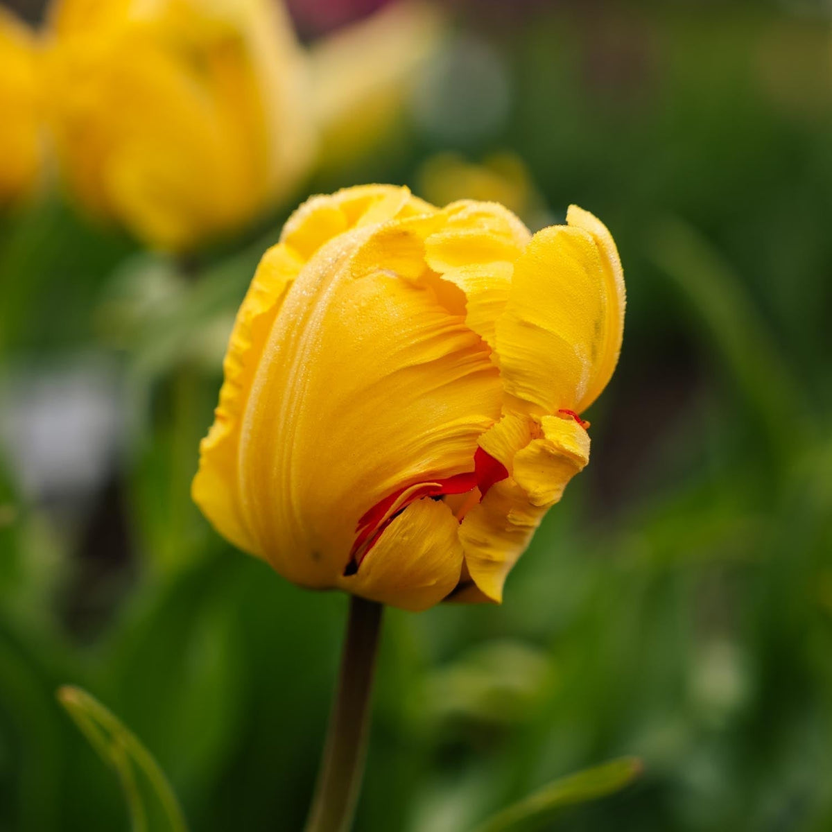 Løglasagne 'Moss Lantern'
