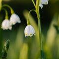 Løglasagne 'Moss Lantern'