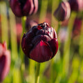 Løglasagne 'Night Queen'