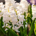 Løglasagne 'Nordic Snow'
