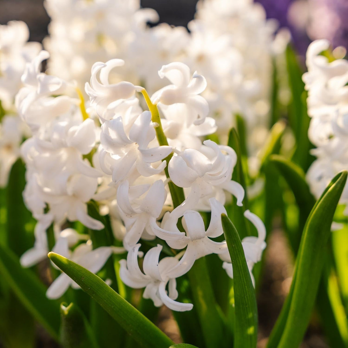 Løglasagne 'Nordic Snow'