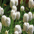 Løglasagne 'Nordic Snow'