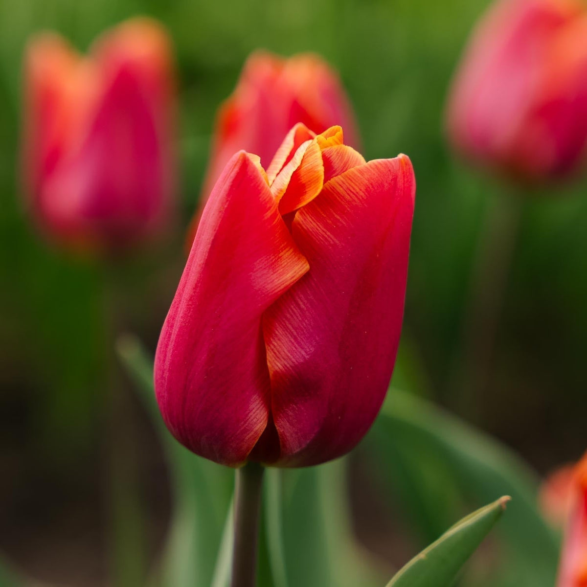 Løglasagne 'Orange Flame'
